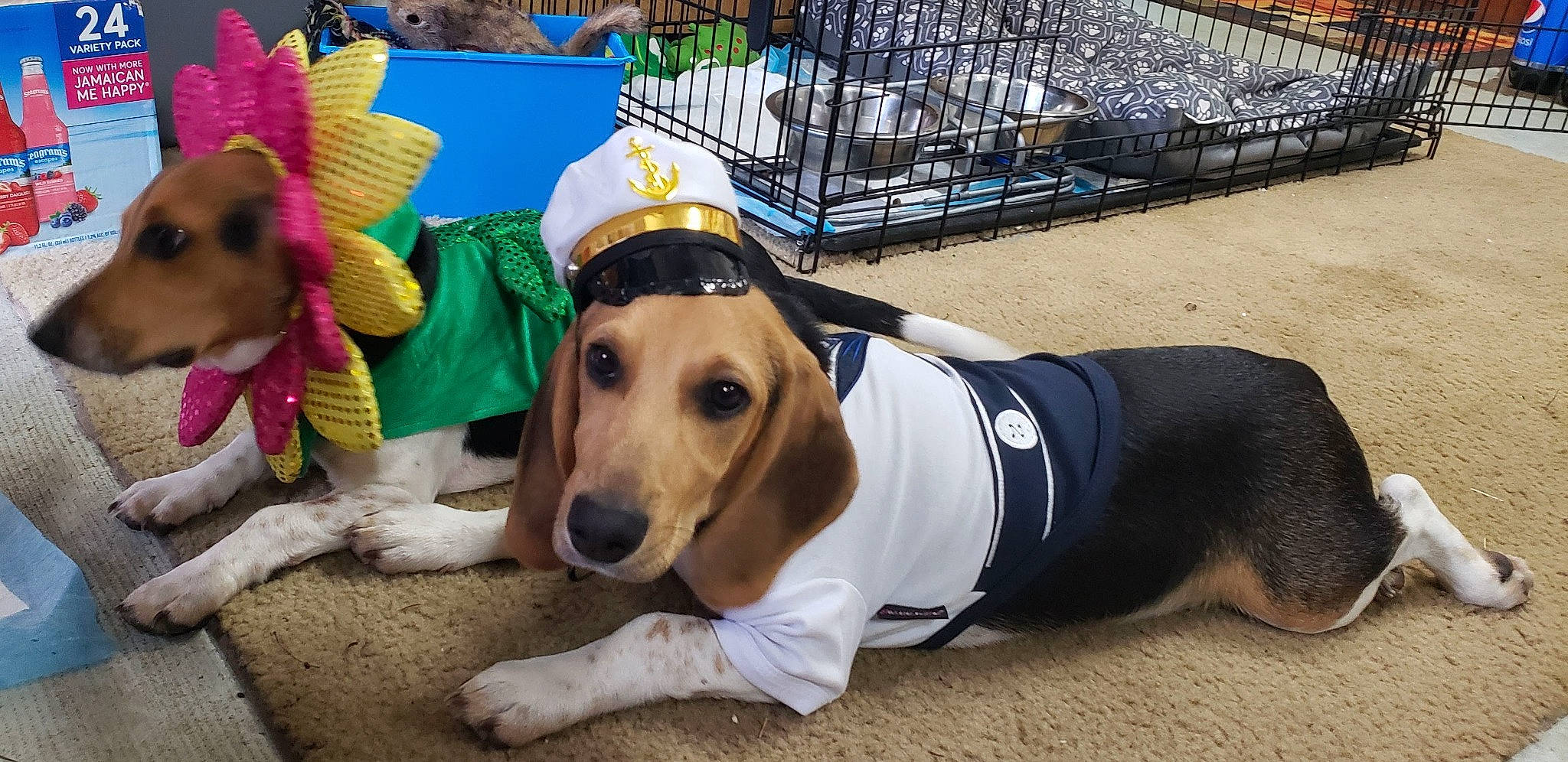 Scooter is registered to the contest to win money with this photo: cap, carnivore, collar, companion_dog, dog, dog_breed, dog_clothes, dog_supply, event, fashion_accessory, fawn, fence, fur, hat, headgear, mammal, snout, sporting_group, vertebrate, working_animal