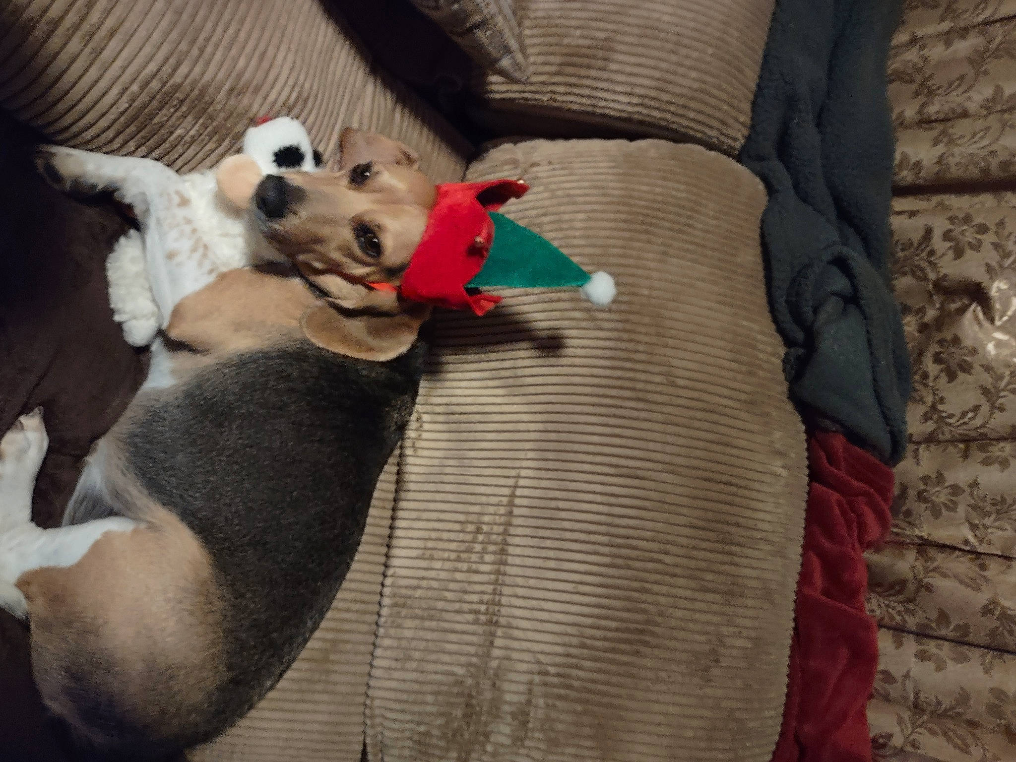 Scooter is registered to the contest to win money with this photo: carnivore, comfort, companion_dog, couch, dog, dog_breed, dog_supply, fawn, felidae, grey, linens, pet_supply, pillow, sleeve, small_to_medium_sized_cats, snout, stuffed_toy, tail, toy_dog, working_animal