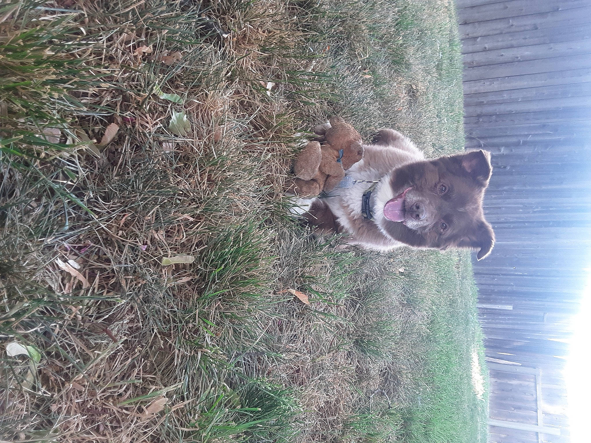 Otter joined the competition — help win amazing prizes! carnivore, dog, dog_breed, fawn, fur, grass, groundcover, landscape, plant, sky, soil, tail, terrestrial_animal, tree, trunk, water, wildlife, window, wood, working_animal