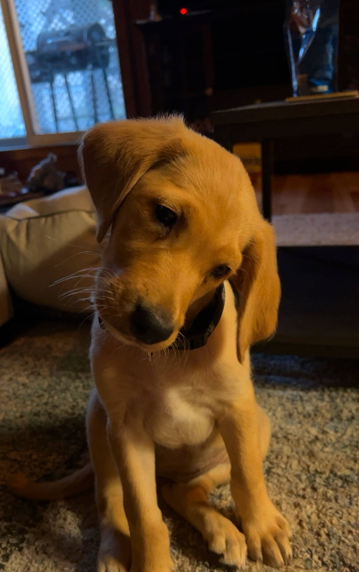 Tilly joined the competition — help win amazing prizes! carnivore, companion_dog, dog, dog_breed, dog_collar, fawn, flooring, fur, guard_dog, gun_dog, hardwood, paw, puppy_love, retriever, snout, sporting_group, tail, whiskers, wood, working_animal