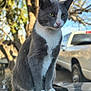 Kitti is registered to the contest to win money with this photo: animal, calm, car, cat, closeup, daylight, ears, fur, gray_cat, nature, outdoor, parked_car, paws, pet, portrait, sitting, tree, vehicle, whiskers, white_fur