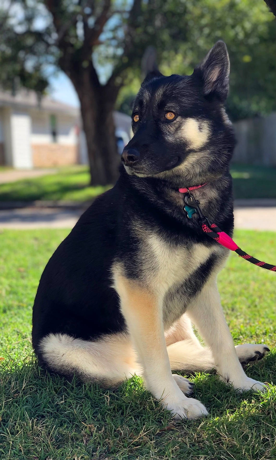 Roxie joined the competition — help win amazing prizes! accessories, animal, ball, canine, dog, germanshepherd, grass, husky, lawn, leash, nature, outdoors, park, pet, plant, puppy, strap, tree, vegetation, yard