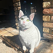 Stinky is registered to the contest to win money with this photo: cat, indoor, sunlight, brick, hearth, white_cat, black_markings, green_eyes, pink_nose, pet, feline, domestic_cat, sitting, closeup, fur, whiskers, collar, shadow, cozy, home