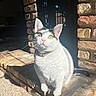 cat, indoor, sunlight, brick, hearth, white_cat, black_markings, green_eyes, pink_nose, pet, feline, domestic_cat, sitting, closeup, fur, whiskers, collar, shadow, cozy, home