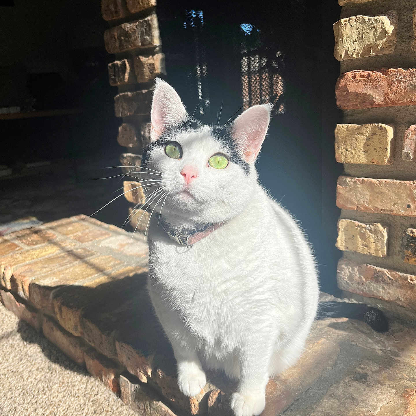 Stinky is registered to the contest to win money with this photo: cat, indoor, sunlight, brick, hearth, white_cat, black_markings, green_eyes, pink_nose, pet, feline, domestic_cat, sitting, closeup, fur, whiskers, collar, shadow, cozy, home