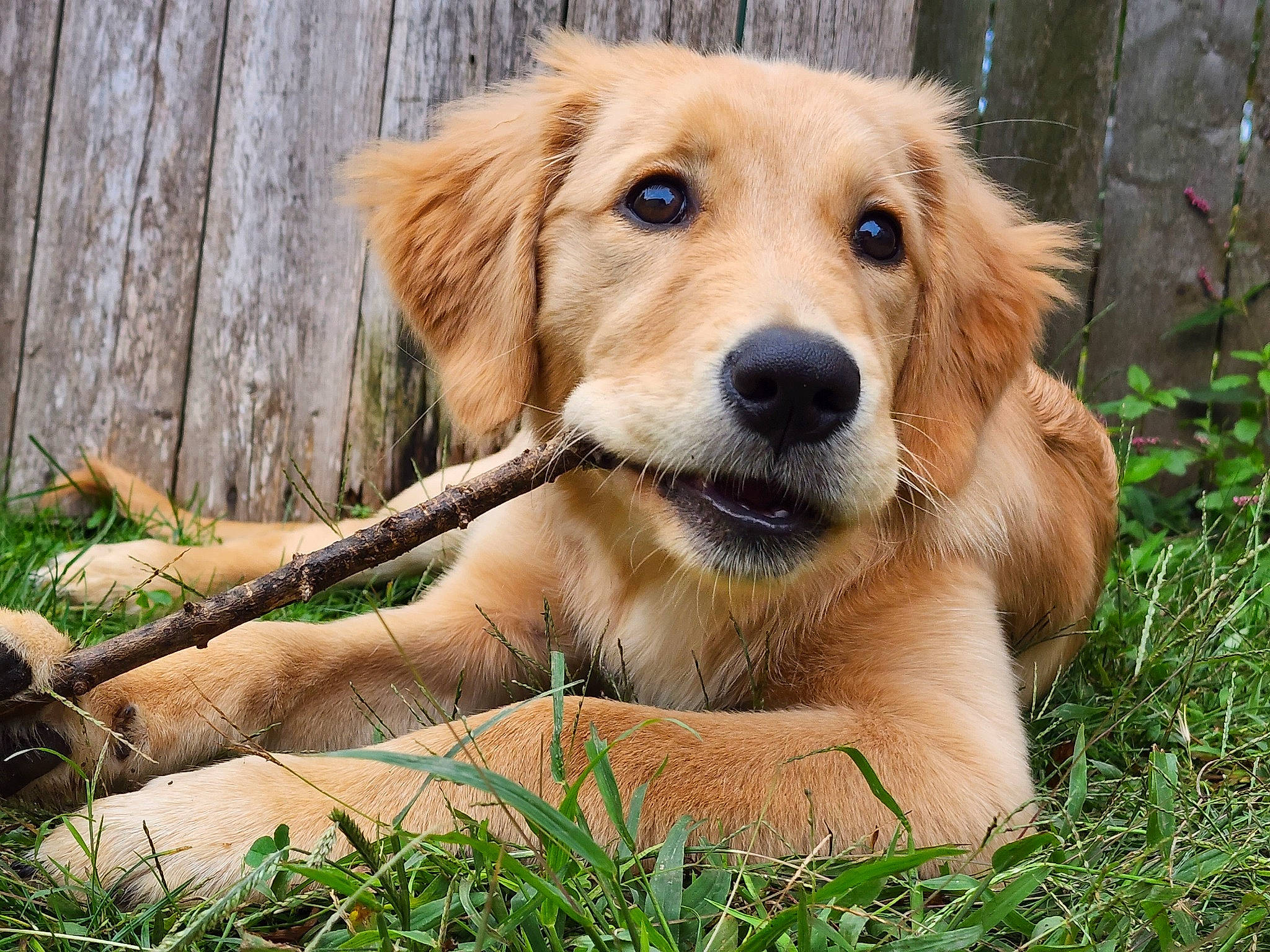 Chelsea is registered to the contest to win money with this photo: canidae, carnivore, companion_dog, dog, dog_breed, fawn, fur, grass, gun_dog, liver, plant, retriever, snout, sporting_group, tail, terrestrial_animal, tree, whiskers, wildlife, wood