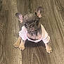 puppy, dog, french_bulldog, pet, cute, small, pink_clothing, floor, wood_flooring, indoor, animal, young, ears, sitting, looking_up, adorable, eyes, fur, mammal, companion
