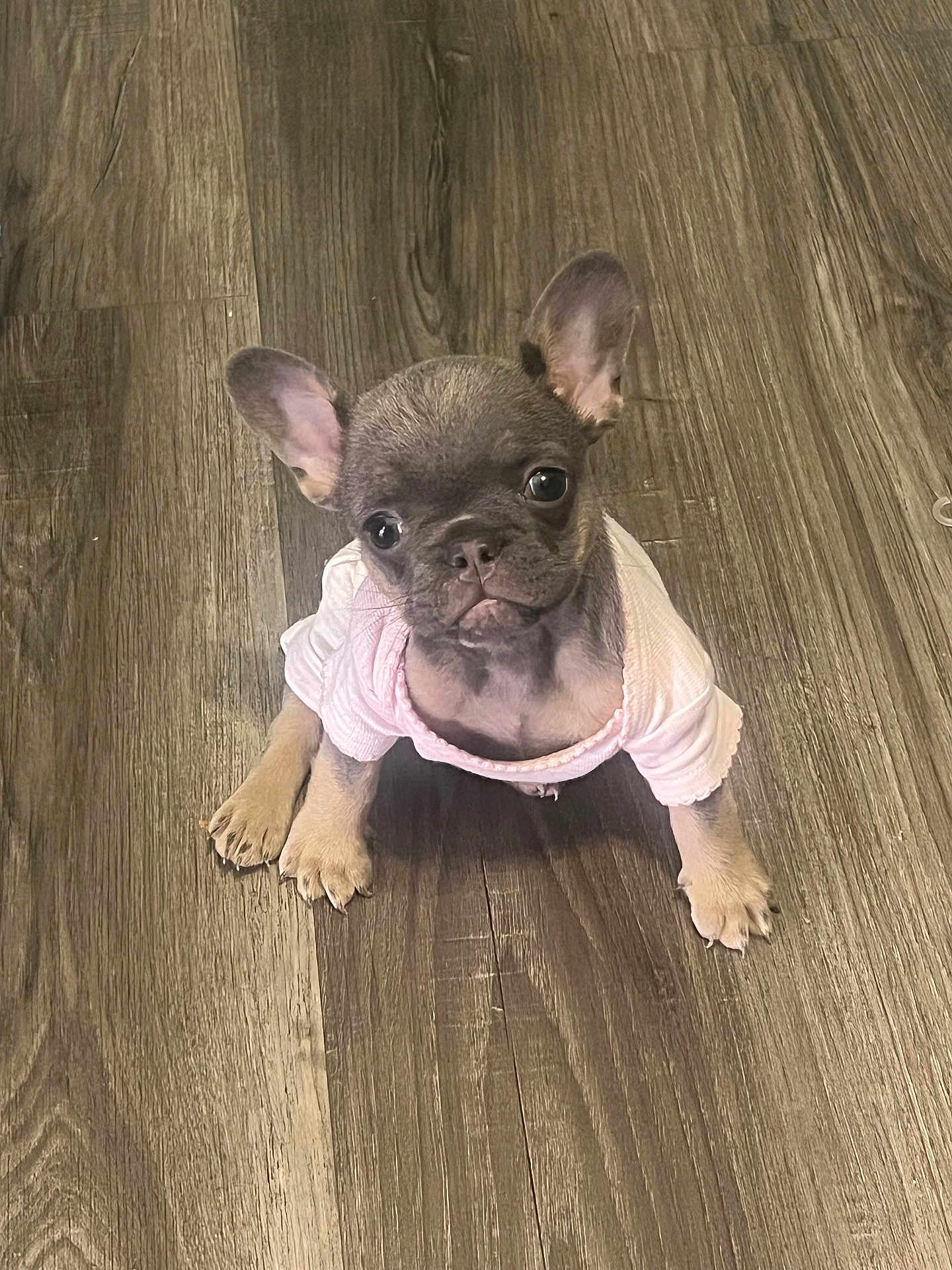 Luna Bear