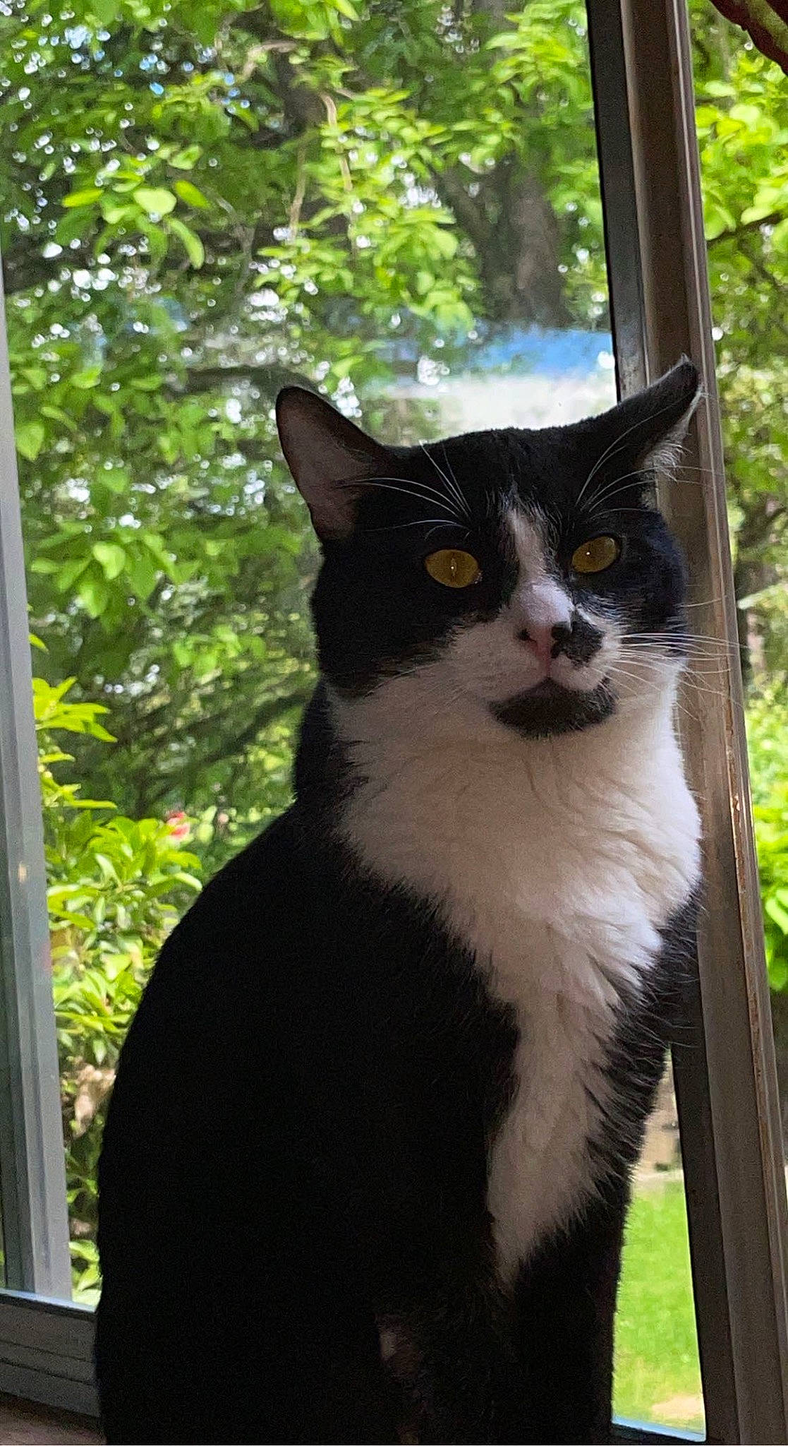 Munchi is registered to the contest to win money with this photo: carnivore, cat, domestic_short_haired_cat, felidae, formal_wear, fur, grass, plant, shade, small_to_medium_sized_cats, snout, tail, terrestrial_animal, tints_and_shades, tree, trunk, whiskers, window