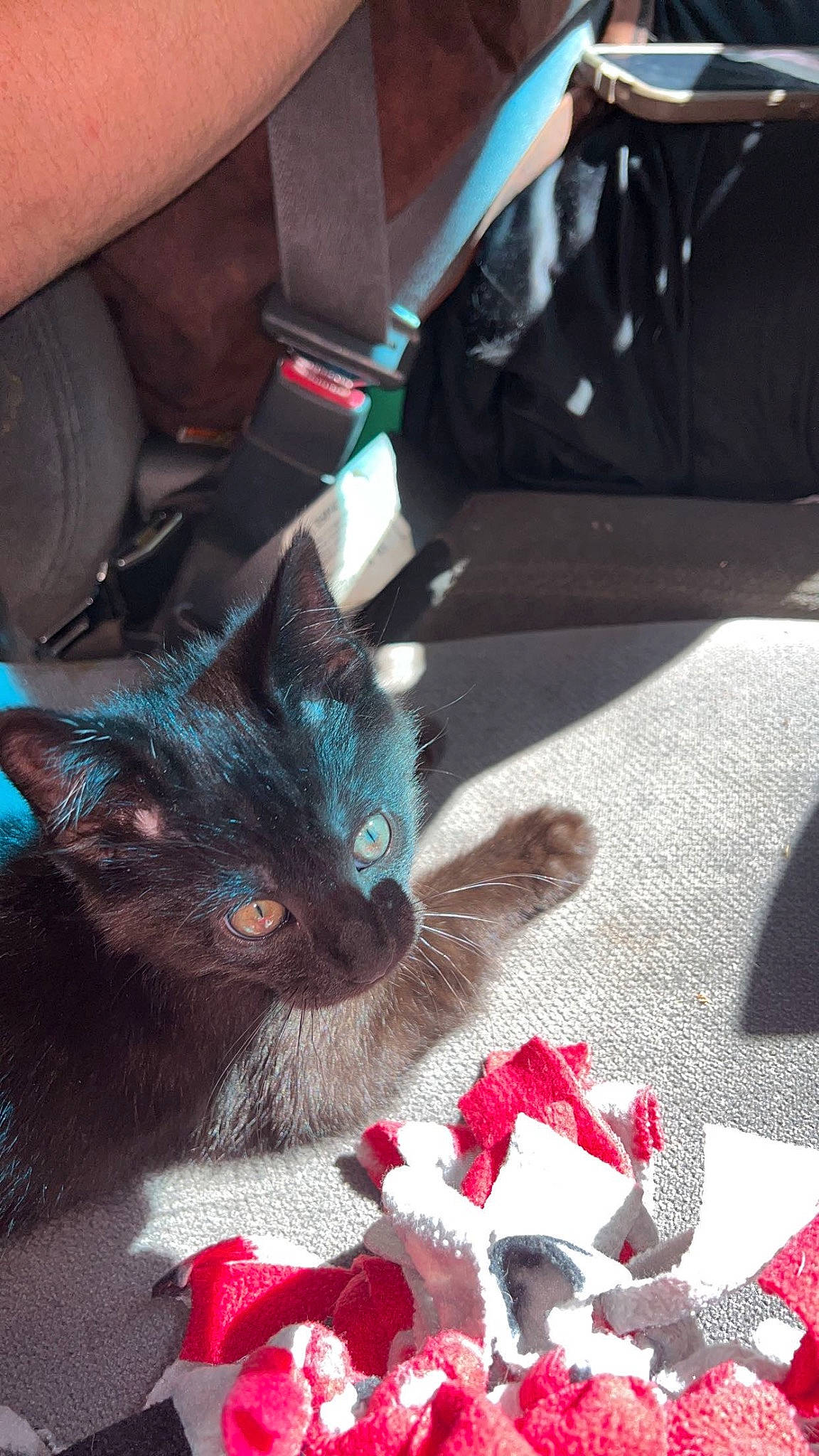 Jack Skellington is registered to the contest to win money with this photo: black, black_cat, carmine, carnivore, cat, claw, comfort, domestic_short_haired_cat, electric_blue, felidae, foot, fur, human_leg, lap, nail, paw, small_to_medium_sized_cats, snout, tail, whiskers