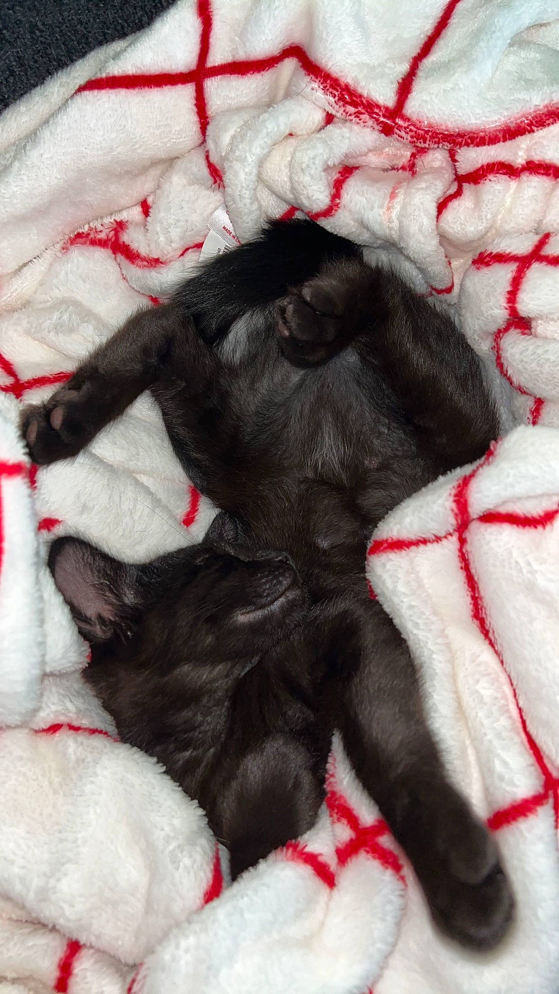 Jack Skellington is registered to the contest to win money with this photo: canidae, carmine, carnivore, claw, comfort, companion_dog, dog_breed, fawn, felidae, fur, pattern, paw, red, small_to_medium_sized_cats, sporting_group, tail, terrestrial_animal, textile, visual_arts, whiskers