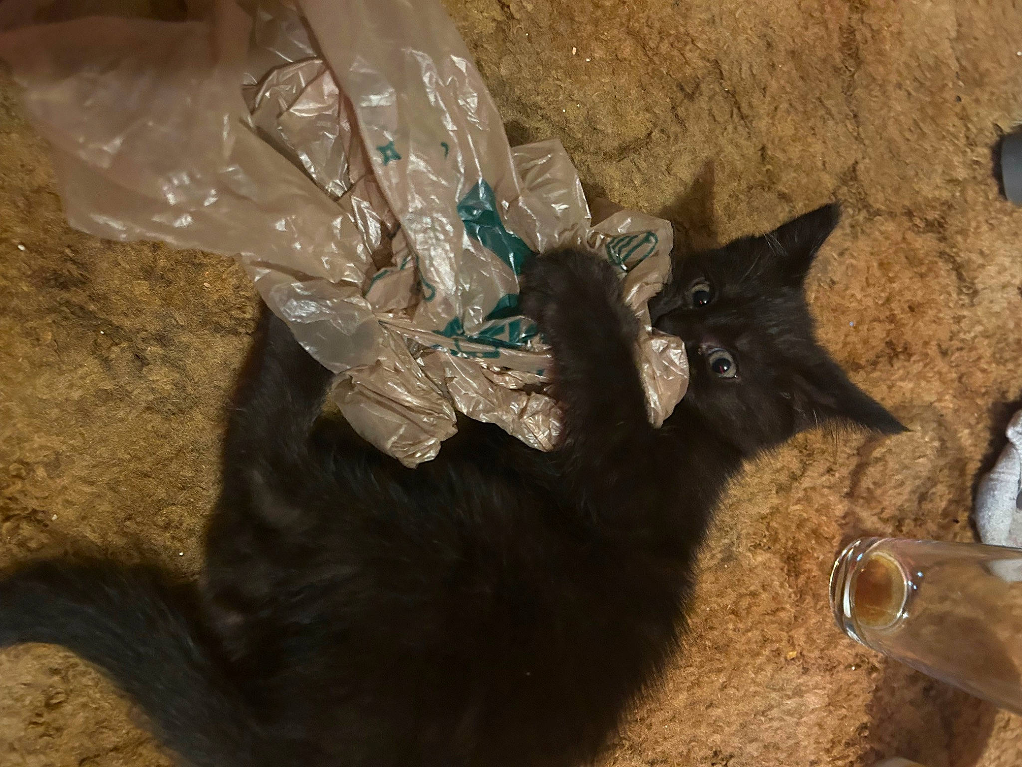 Jack Skellington joined the competition — help win amazing prizes! black_cat, bombay, carnivore, cat, domestic_short_haired_cat, event, felidae, fur, plastic, plastic_bag, small_to_medium_sized_cats, soil, tail, terrestrial_animal, whiskers