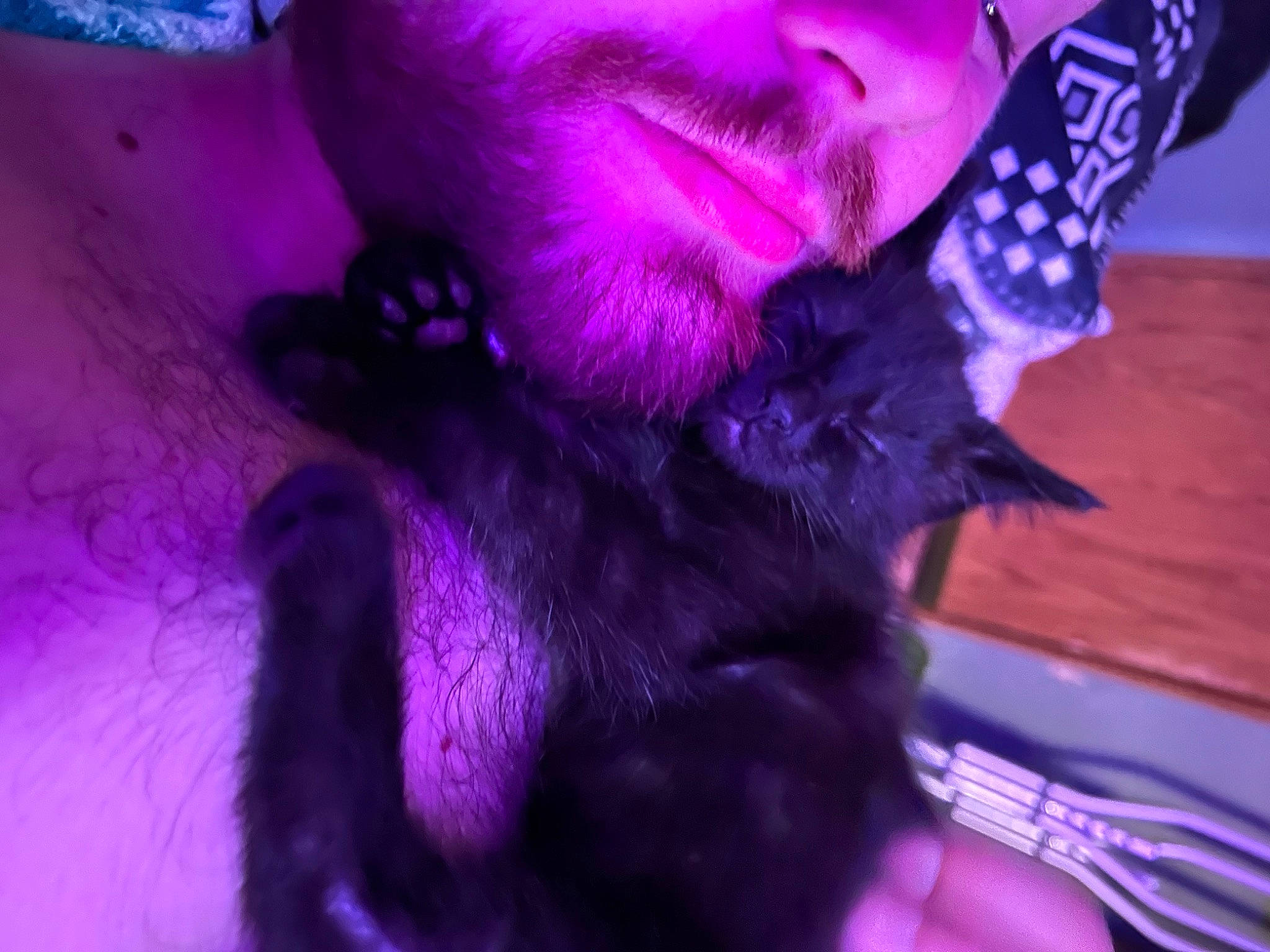 Jack Skellington joined the competition — help win amazing prizes! beard, companion_dog, dog_breed, ear, electric_blue, eyelash, facial_hair, fur, gesture, jaw, lip, magenta, moustache, nail, petal, pink, purple, snout, violet, whiskers