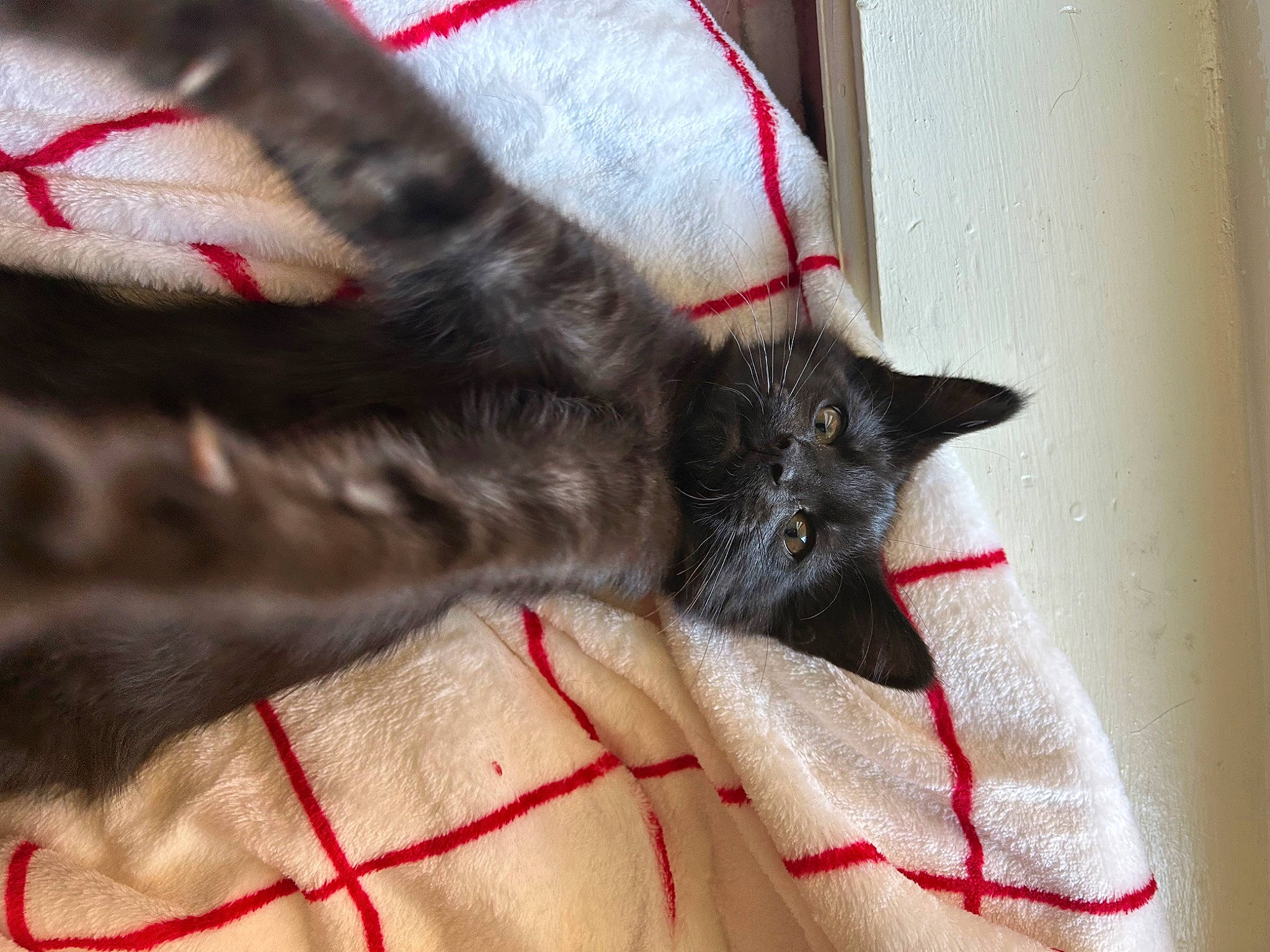 Jack Skellington joined the competition — help win amazing prizes! black_cat, carmine, carnivore, cat, claw, comfort, domestic_short_haired_cat, fawn, felidae, fur, human_leg, natural_material, pattern, paw, small_to_medium_sized_cats, snout, tail, whiskers