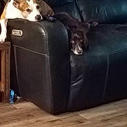 Cheerio Y Stella is registered to the contest to win money with this photo: dog, couch, leather, indoor, pet, resting, black, brown, white, floor, wooden_floor, relaxed, animal, companion, furniture, home, living_room, cute, two_dogs, domestic
