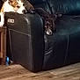 dog, couch, leather, indoor, pet, resting, black, brown, white, floor, wooden_floor, relaxed, animal, companion, furniture, home, living_room, cute, two_dogs, domestic