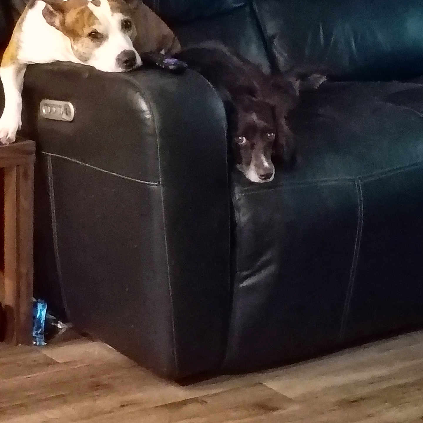 Cheerio Y Stella is registered to the contest to win money with this photo: animal, black, brown, companion, couch, cute, dog, domestic, floor, furniture, home, indoor, leather, living_room, pet, relaxed, resting, two_dogs, white, wooden_floor