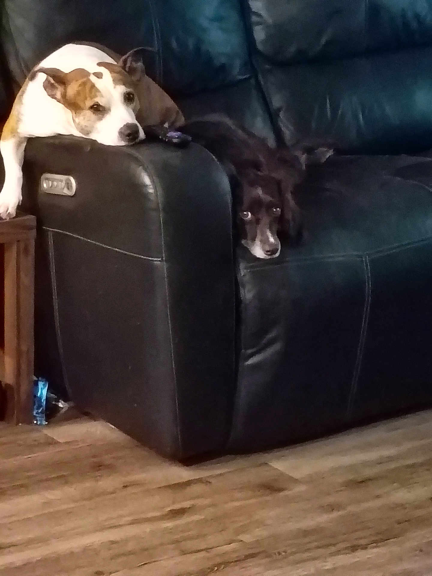 Cheerio Y Stella is registered to the contest to win money with this photo: dog, couch, leather, indoor, pet, resting, black, brown, white, floor, wooden_floor, relaxed, animal, companion, furniture, home, living_room, cute, two_dogs, domestic