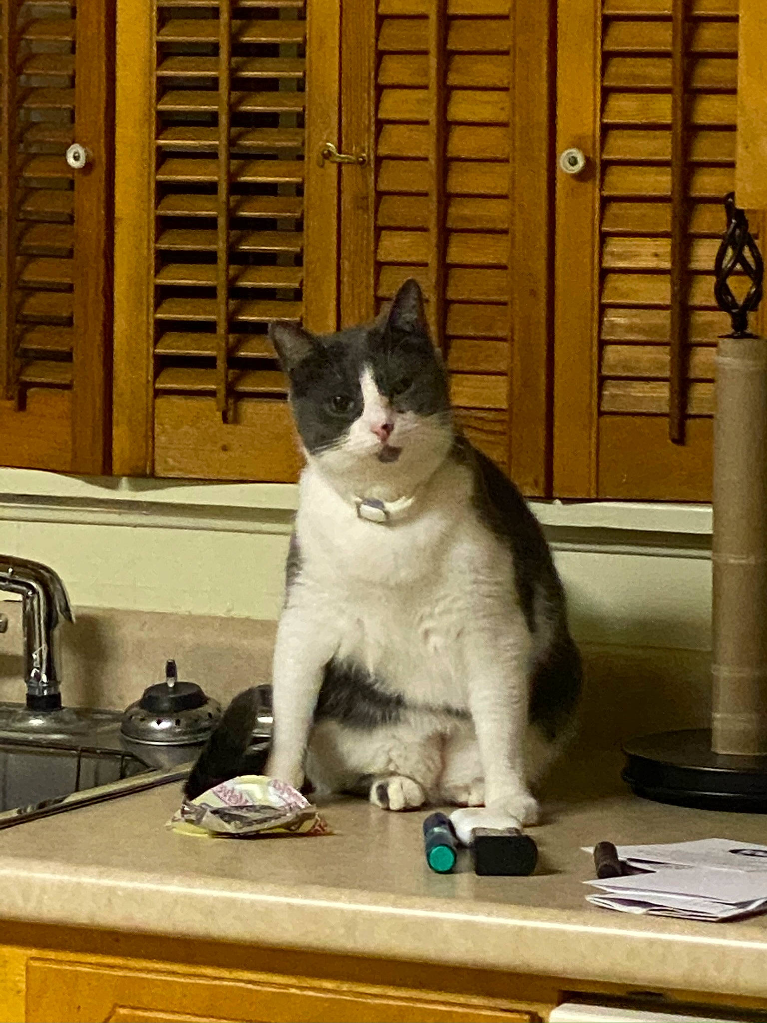 Cheese joined the competition — help win amazing prizes! cabinetry, carnivore, cat, cat_supply, countertop, domestic_short_haired_cat, door, felidae, fur, grey, kitchen, kitchen_appliance, kitchen_sink, sink, small_to_medium_sized_cats, snout, tail, tap, whiskers, window