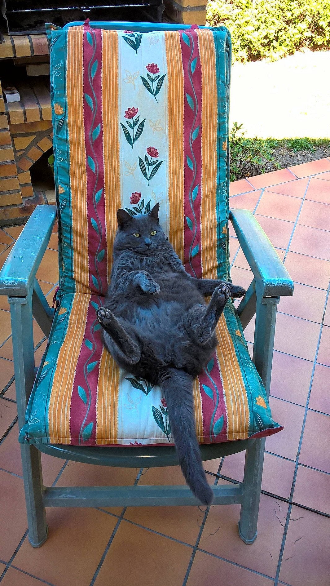 Gribouille a rejoint le concours — aidez-le/la à gagner de superbes lots ! black_cat, cat, chair, felidae, furniture, outdoor_furniture, small_to_medium_sized_cats, tail, textile