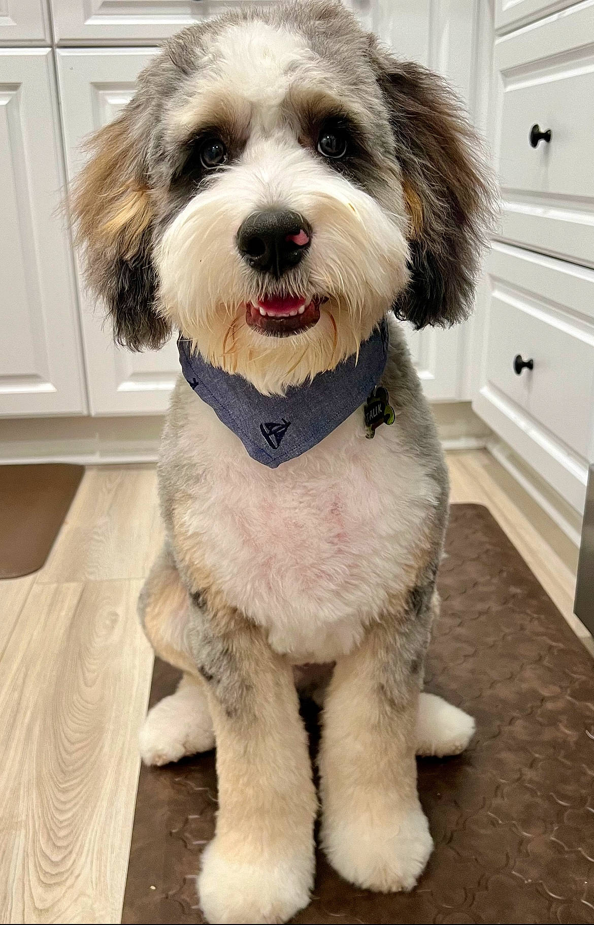 Talik is registered to the contest to win money with this photo: accessories, animal, bandana, canine, collar, dog, drawer, formalwear, furniture, hardwood, headband, indoors, interiordesign, pet, poodle, puppy, terrier, tie, whitedog, wood