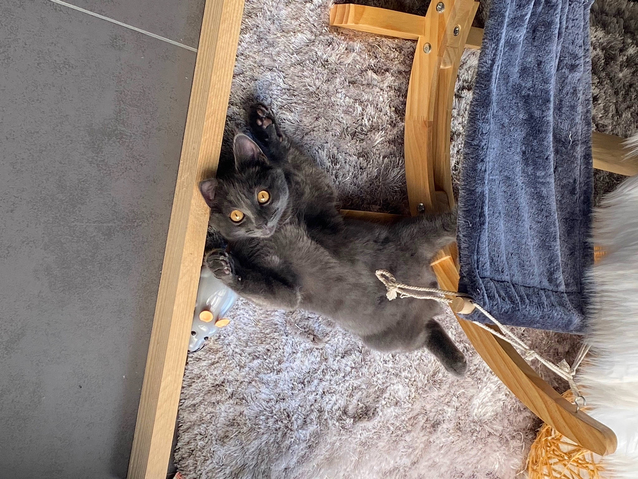 Sacha participe au concours pour gagner de l'argent avec cette photo : bag, carnivore, cat, cat_supply, chair, domestic_short_haired_cat, fashion_accessory, felidae, fur, small_to_medium_sized_cats, sporting_group, tail, thread, whiskers, wood, wool, working_animal