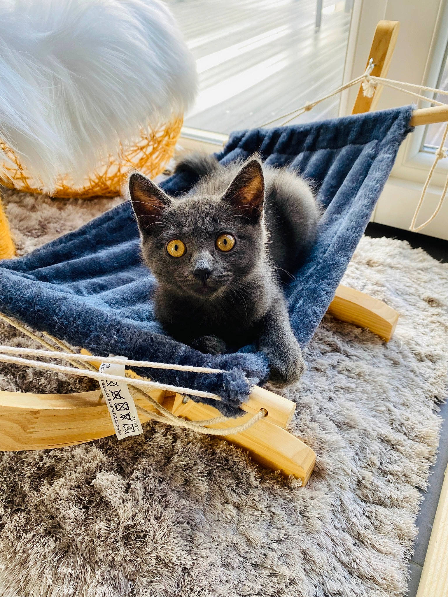 Sacha participe au concours pour gagner de l'argent avec cette photo : black_cat, bombay, canidae, carnivore, cat, cat_supply, chartreux, comfort, domestic_short_haired_cat, electric_blue, fawn, felidae, fur, grey, russian_blue, small_to_medium_sized_cats, snout, tail, whiskers, wood