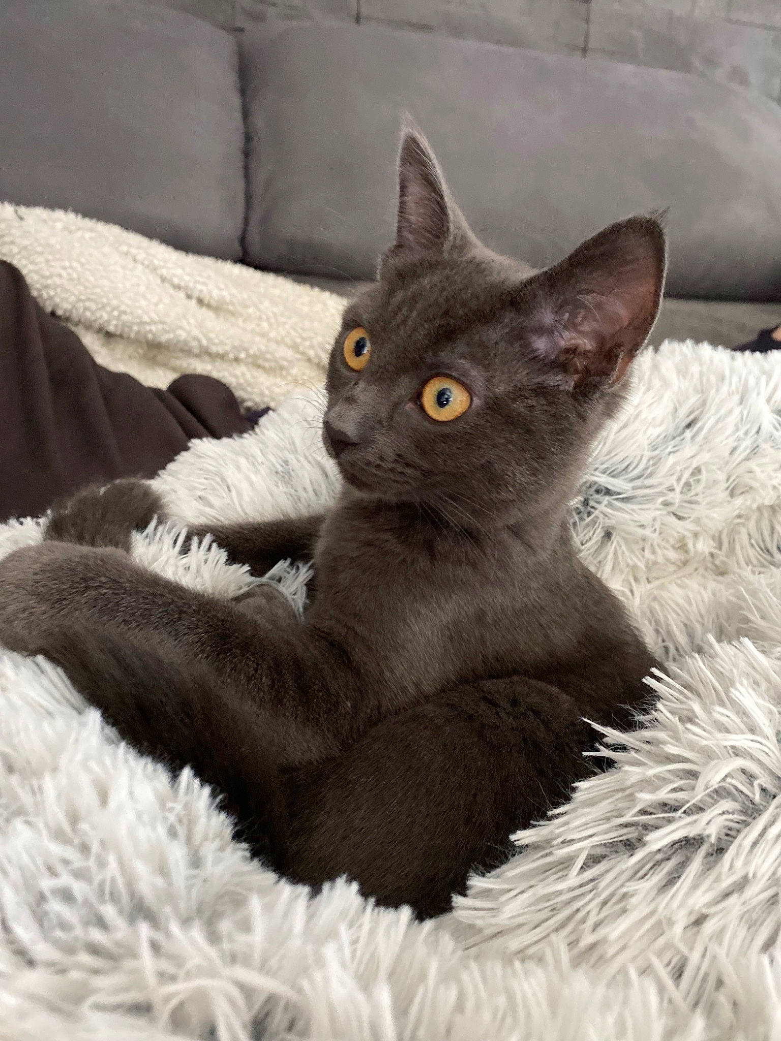 Sacha a rejoint le concours — aidez-le/la à gagner de superbes lots ! art, black_cat, bombay, carnivore, cat, cat_bed, cat_supply, claw, comfort, domestic_short_haired_cat, felidae, fur, grey, havana_brown, linens, paw, small_to_medium_sized_cats, snout, tail, whiskers