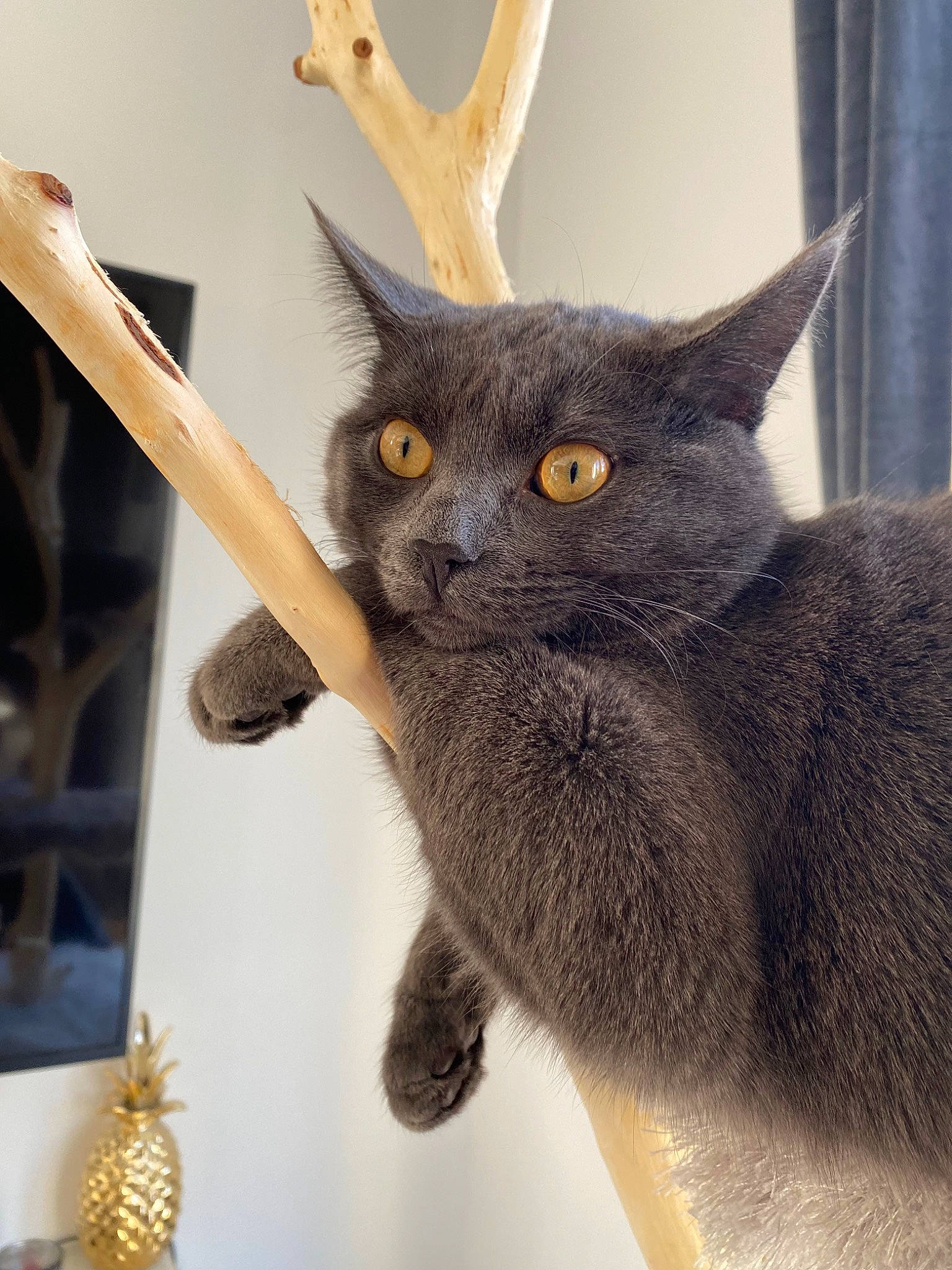 Sacha participe au concours pour gagner de l'argent avec cette photo : black_cat, carnivore, cat, curtain, domestic_short_haired_cat, fawn, felidae, fur, grey, jewellery, paw, plant, russian_blue, small_to_medium_sized_cats, snout, tail, tree, twig, whiskers, window