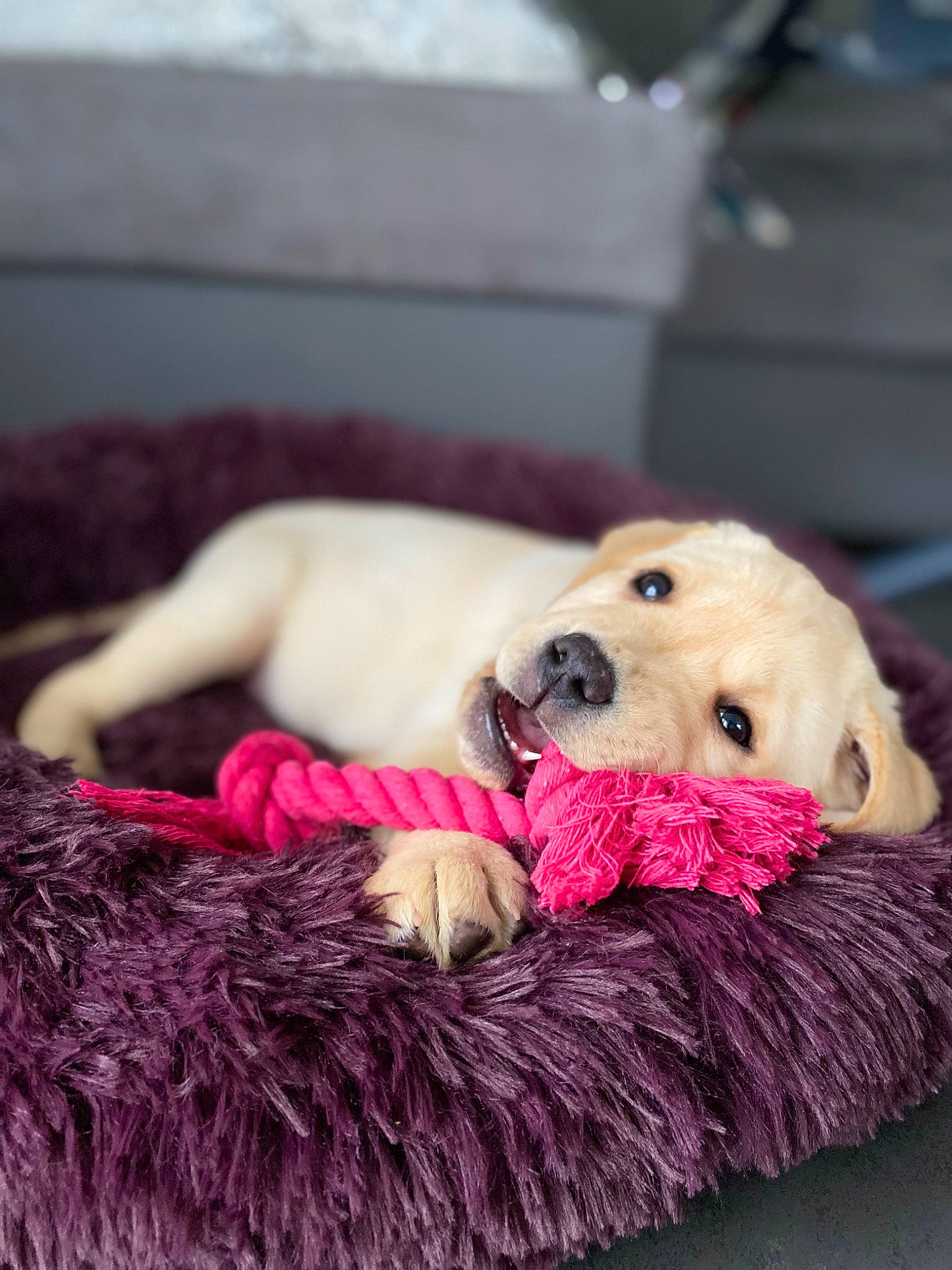 Mia a rejoint le concours — aidez-le/la à gagner de superbes lots ! canidae, carnivore, comfort, companion_dog, couch, dog, dog_breed, dog_supply, fawn, fur, linens, magenta, pink, plush, sitting, snout, sporting_group, stuffed_toy, teddy_bear, toy