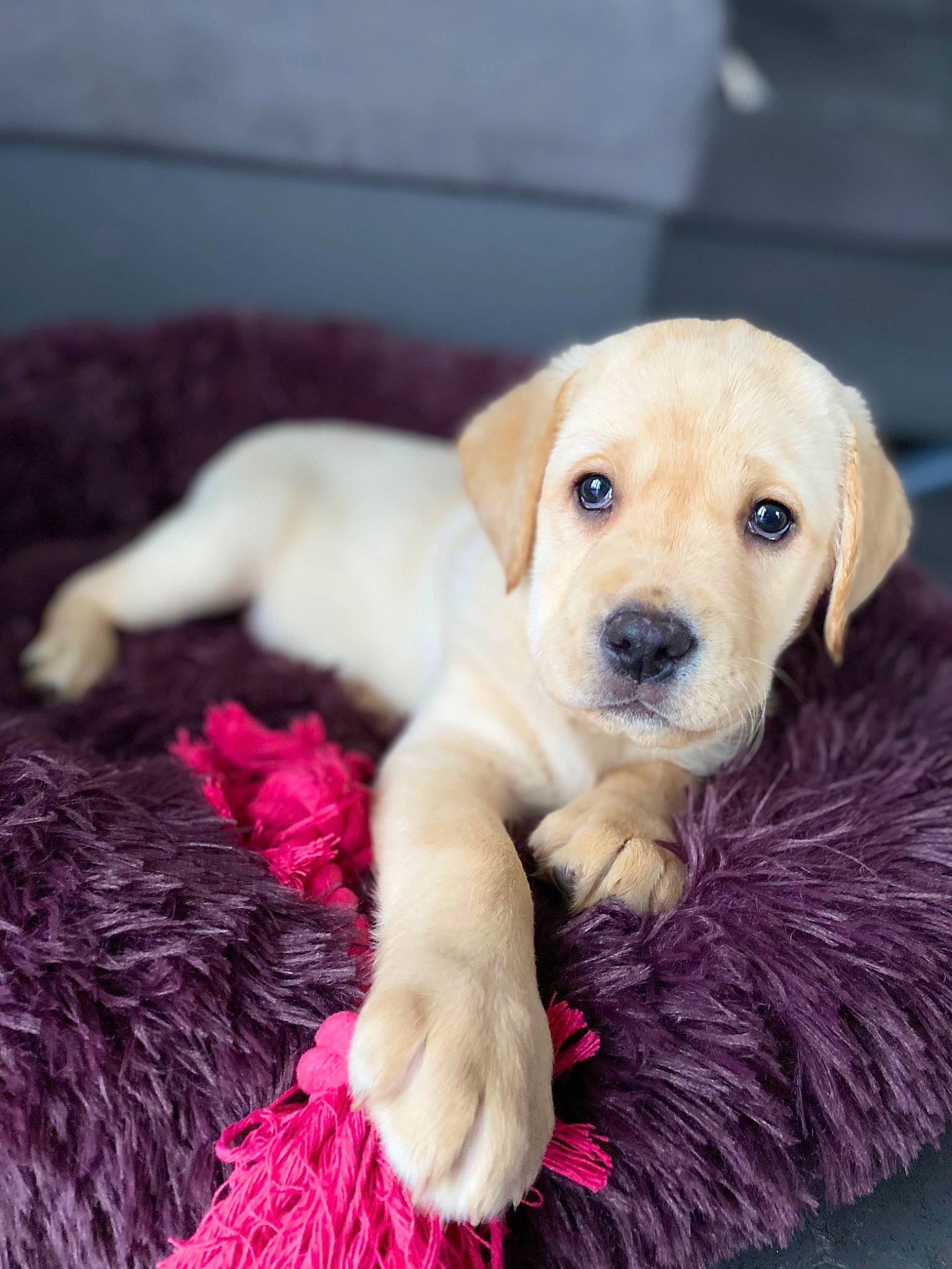 Mia a rejoint le concours — aidez-le/la à gagner de superbes lots ! canidae, carnivore, comfort, companion_dog, dog, dog_breed, dog_supply, fawn, flooring, fur, magenta, paw, pet_supply, pink, plant, puppy_love, snout, sporting_group, whiskers, working_animal