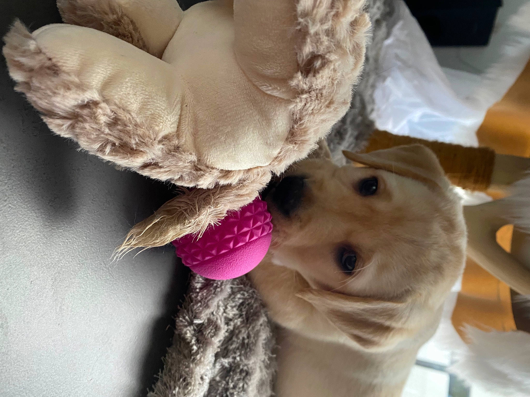 Mia a rejoint le concours — aidez-le/la à gagner de superbes lots ! beak, bird, fashion_accessory, fawn, feather, felidae, fur, gesture, jewellery, nail, neck, plush, snout, stuffed_toy, tail, toy, whiskers, wing, wool, wrist