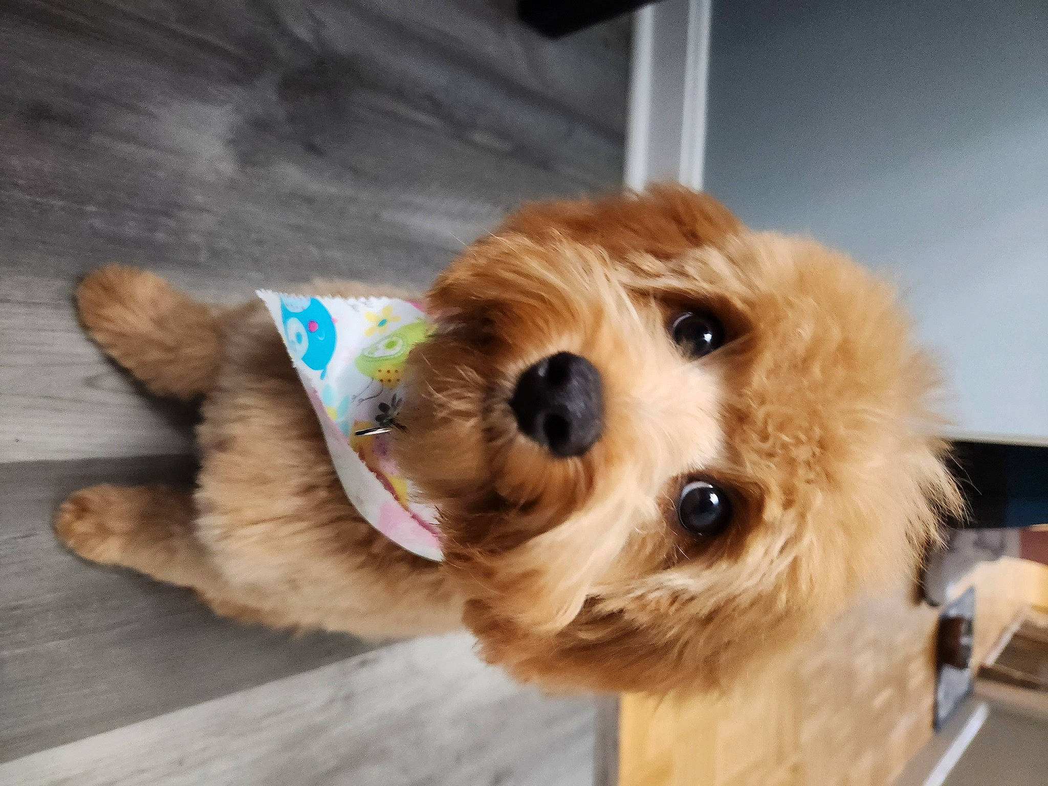 Stewie joined the competition — help win amazing prizes! canidae, carnivore, collar, companion_dog, dog, dog_breed, dog_clothes, dog_collar, dog_supply, fawn, fur, pet_supply, selfie, snout, sporting_group, toy, toy_dog, whiskers, wood, working_animal