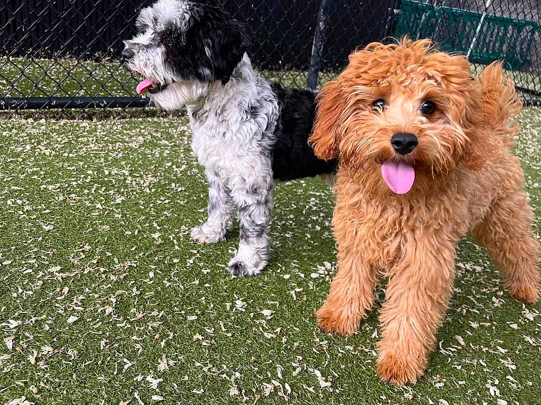 Stewie is registered to the contest to win money with this photo: canidae, carnivore, collar, companion_dog, dog, dog_breed, dog_clothes, dog_collar, dog_supply, fence, fur, grass, labradoodle, poodle, small_terrier, snout, sporting_group, terrier, toy_dog, water_dog