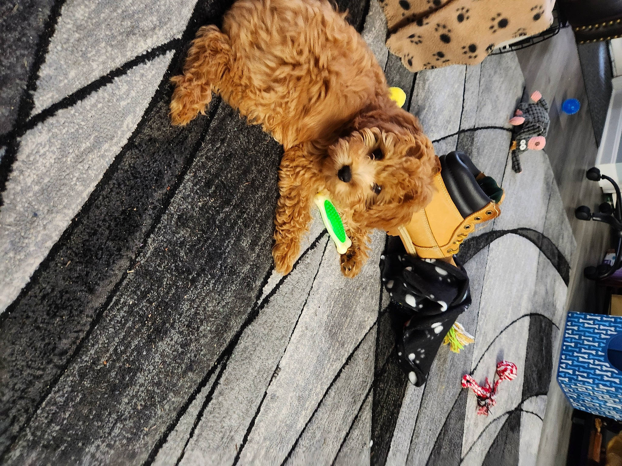 Stewie is registered to the contest to win money with this photo: carnivore, companion_dog, dog, dog_breed, dog_clothes, fawn, fur, hat, leash, road_surface, sidewalk, snout, sporting_group, street, stuffed_toy, sunglasses, terrier, toy, toy_dog, wood