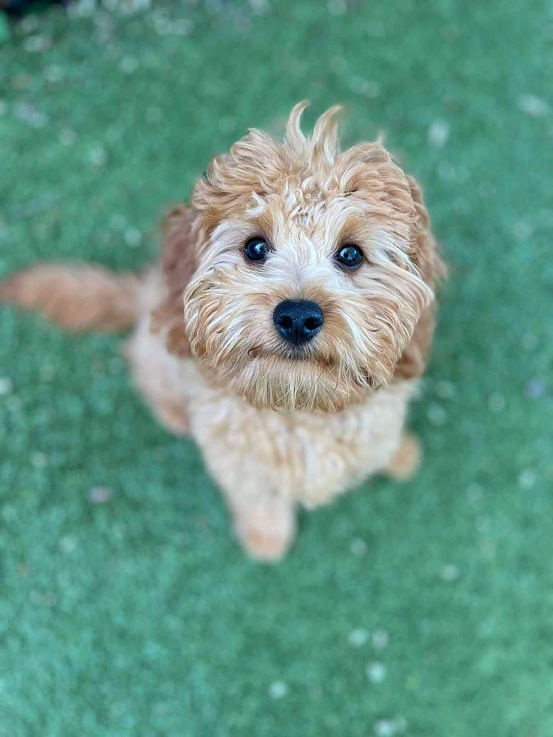 Stewie is registered to the contest to win money with this photo: canidae, carnivore, companion_dog, dog, dog_breed, dog_clothes, dog_supply, fawn, fur, grass, liver, maltepoo, small_terrier, snout, sporting_group, terrier, toy, toy_dog, water_dog, working_animal