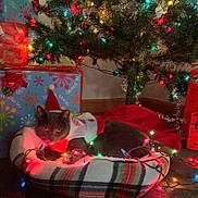 Kitkat is registered to the contest to win money with this photo: cat, gray_cat, pet_bed, plaid, christmas_tree, christmas_lights, holiday, decorations, presents, gift_wrap, red_bow, festive_sweater, indoor, cozy, tinsel, carpet, ornaments, red_blanket, relaxing, holiday_season