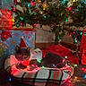 cat, gray_cat, pet_bed, plaid, christmas_tree, christmas_lights, holiday, decorations, presents, gift_wrap, red_bow, festive_sweater, indoor, cozy, tinsel, carpet, ornaments, red_blanket, relaxing, holiday_season