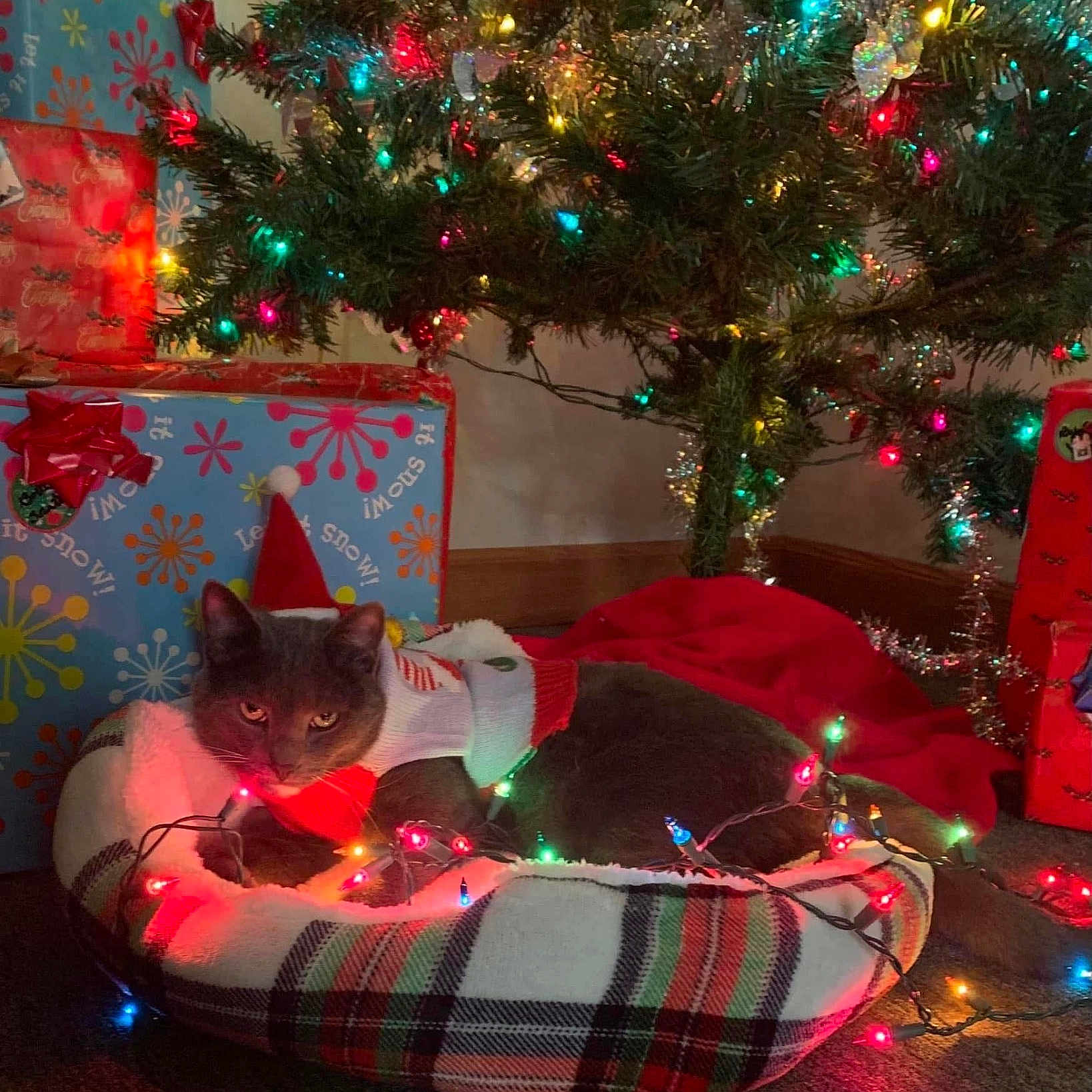 Kitkat is registered to the contest to win money with this photo: cat, gray_cat, pet_bed, plaid, christmas_tree, christmas_lights, holiday, decorations, presents, gift_wrap, red_bow, festive_sweater, indoor, cozy, tinsel, carpet, ornaments, red_blanket, relaxing, holiday_season