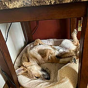 Finley is registered to the contest to win money with this photo: dog, sleeping, dog_bed, indoor, wooden_floor, table, under_table, paw, fur, cozy, relaxed, pet, small_dog, mixed_breed, home_interior, cushion, blanket, power_cord, outlet, nap