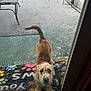 Finley joined the competition — help win amazing prizes! dog, snow, doormat, paw_prints, glass_door, porch, footprints, wet, winter, pet, eager, nose, tail, eyes, paws, welcome_mat, frosty, window, colorful_mat, carpeted_porch