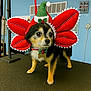 dog, small_dog, costume, holiday, christmas, festive, red, green, hat, flower_costume, pet, indoor, table, decor, cute, animal, fur, collar, tag, portrait