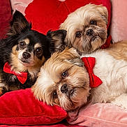 Bandit joined the competition — help win amazing prizes! dog, bow_tie, red_cushion, pink_cushion, fluffy, cute, pet, portrait, indoors, resting, small_dog, fur, face, animal, companion, cozy, cute_animals, domestic_animal, relaxing, friendly