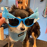 Bandit joined the competition — help win amazing prizes! dog, sunglasses, shark, blue, harness, pet, indoor, leash, accessories, hand, black, brown, white, fur, cute, funny, portrait, animal, face, standing