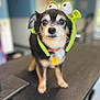 Bandit is registered to the contest to win money with this photo: dog, small_dog, indoor, table, costume, hat, green, frog_hat, pet, animal, cute, close_up, blurry_background, collar, tag, black_fur, tan_fur, white_fur, standing, looking_at_camera