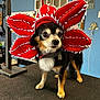 Bandit joined the competition — help win amazing prizes! dog, small_dog, costume, red_flower_costume, indoor, grooming_table, pet, animal, canine, black_fur, brown_fur, white_fur, cute, pet_accessory, standing, looking_away, domestic_animal, fur, collar, decor