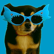 Bandit joined the competition — help win amazing prizes! dog, sunglasses, blue, shark, pet, portrait, animal, cute, fashion, accessory, black, tan, fur, face, whiskers, collar, studio, isolated, background, closeup