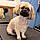 Dolly