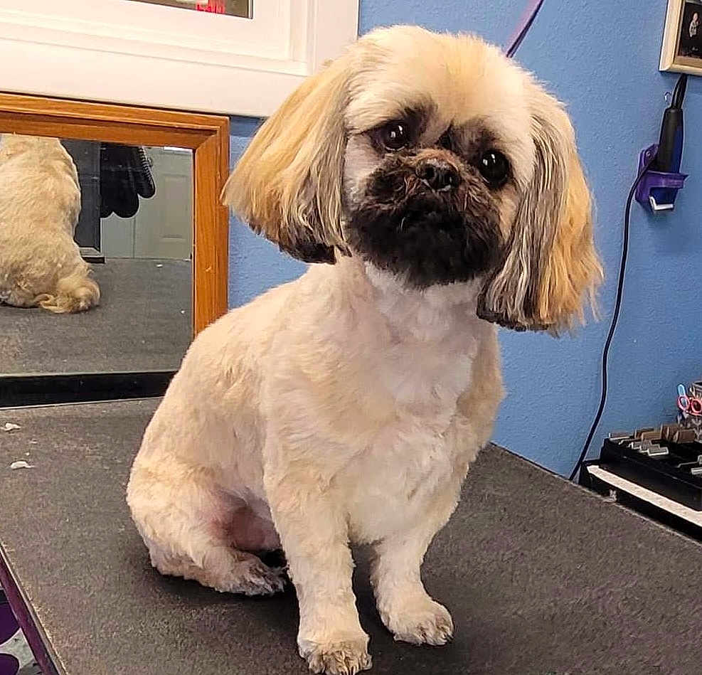 Dolly joined the competition — help win amazing prizes! dog, small_dog, groomed, light_fur, dark_face, sitting, grooming_table, mirror, indoor, blue_wall, pet, animal, fur, ears, cute, companion, waiting, clean, shaved, studio