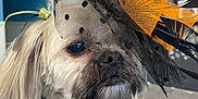 Dolly joined the competition — help win amazing prizes! dog, small_dog, hat, feathers, orange, black, fur, collar, indoor, pet, animal, portrait, close_up, face, cute, accessory, sitting, looking_away, furry, decorative